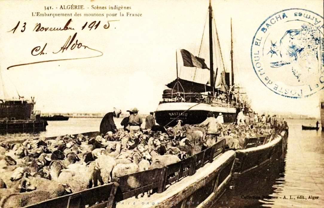 295- Algerie - Embarquement des moutons.jpg